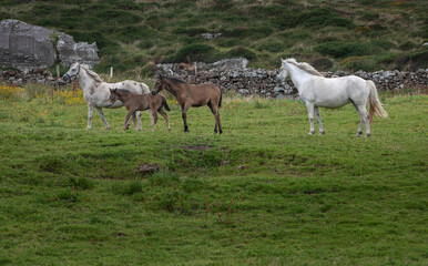 Horses. Ireland  Mountains. Connemara. 