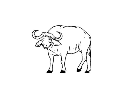 Black line art illustration of buffalo