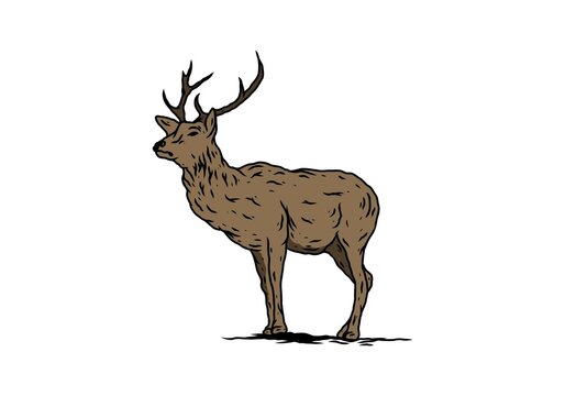 Brown color of walking deer illustration drawing