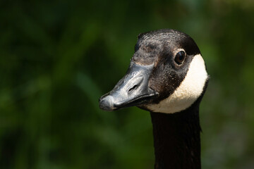 Canada Goose Closeup