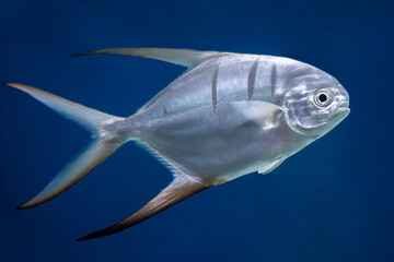 fish Palometa Trachinotus goodei swim in blue water in the aquarium