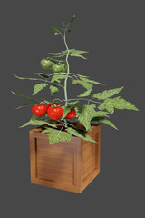 Tomato bush with red and green tomatoes in a wooden box.