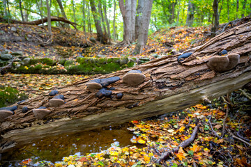 Autumn colored leafs next to an small brook in forest landscape