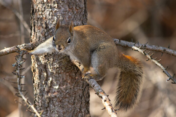 Fototapeta premium The Splits