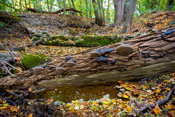 Autumn colored leafs next to an small brook in forest landscape