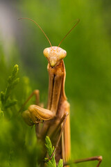 Brown praying mantis on tree. Mantis religiosa insect macro.