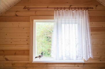 a window with a curtain and a pigeon on the windowsill in a new wooden house on the attic floor