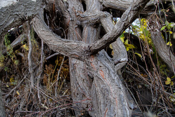 Obraz premium bizarre tree roots, the result of anomalous zones