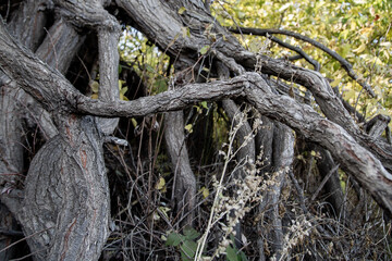 bizarre tree roots, the result of anomalous zones