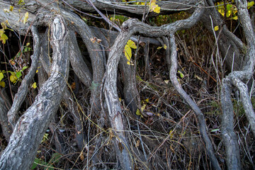 bizarre tree roots, the result of anomalous zones