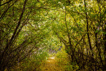 Fototapeta na wymiar Осенний лес в солнечном свете, желтые и зеленые листья на ветвях