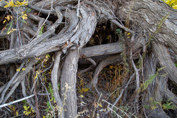 bizarre tree roots, the result of anomalous zones
