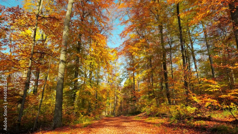 Wall mural colorful forest of deciduous trees on a nice sunny autumn day with blue sky, with the camera moving 