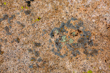 Moss closeup as a background. The rock surface of the rocks is covered with green moss. Priednoy texture.