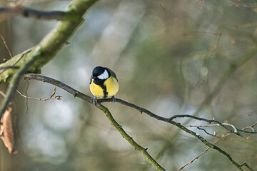 Naklejka premium one greathungry great tit in the winter tit on a tree at a cold and sunny winter day