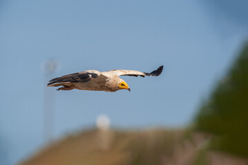 Egyptian Vulture (Neophron percnopterus) flying in the blue sky