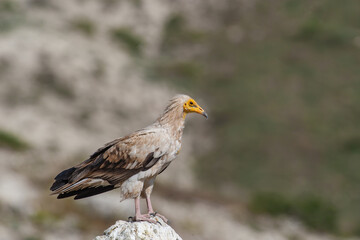 Egyptian Vulture (Neophron percnopterus) perched on a rock