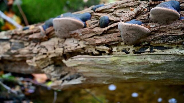 Tree stem with mushrooms over river