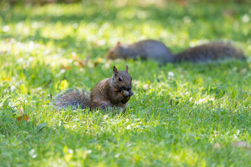 The eastern gray squirrel (Sciurus carolinensis) in the park