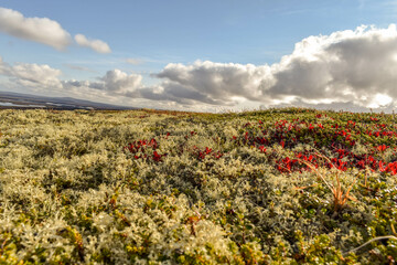 White moss, like a spread carpet, in the tundra, in the north of Russia.