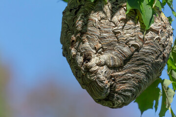 Bald-faced hornet ( Dolichovespula maculata ) Nest on a tree in the park. 