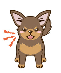 威嚇するチワワ（チョコタン）