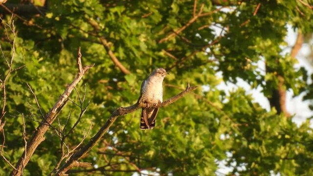 common cuckoo (cuculus canorus) sits on a tree branch in the forest at sunset. natural sound