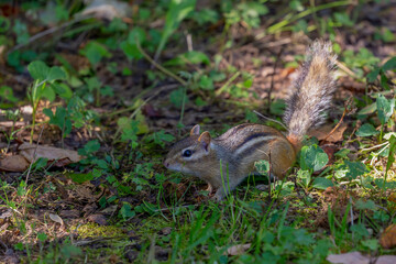 The eastern chipmunk (Tamias striatus) in the park