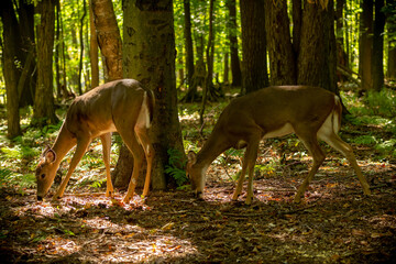 The white-tailed deer or Virginia deer in the autumn forest.