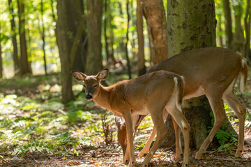 The white-tailed deer or Virginia deer in the autumn forest.