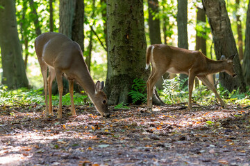 The white-tailed deer or Virginia deer in the autumn forest.