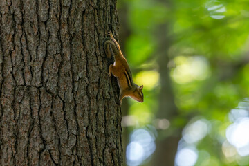 The eastern chipmunk (Tamias striatus) on a tree. The eastern chipmunk  is a chipmunk species found in eastern North America