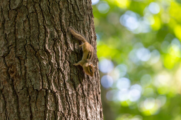 The eastern chipmunk (Tamias striatus) on a tree. The eastern chipmunk  is a chipmunk species found in eastern North America
