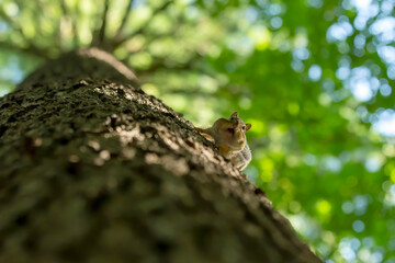 The eastern chipmunk (Tamias striatus) in the park