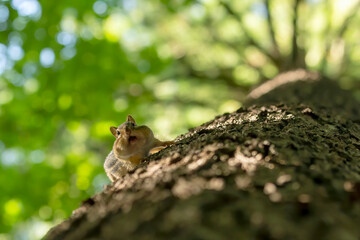 The eastern chipmunk (Tamias striatus) on a tree. The eastern chipmunk  is a chipmunk species found in eastern North America