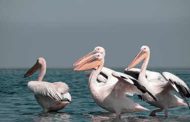 Wild animals in nature. Group of Great White Pelicans in the water