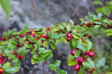 red berries on a branch