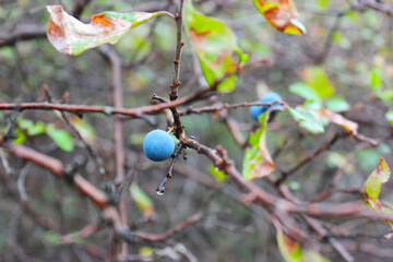 juniper berry on bransch 