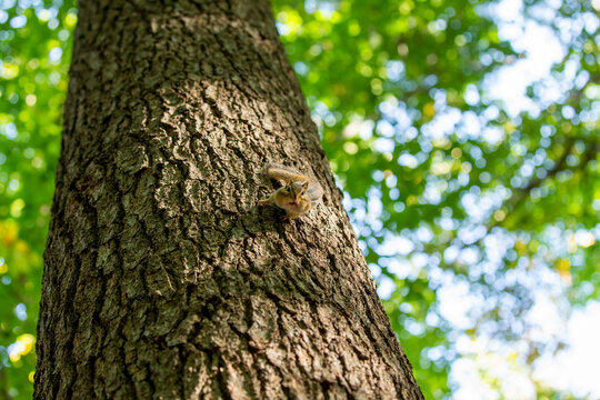 The eastern chipmunk (Tamias striatus) on a tree. The eastern chipmunk  is a chipmunk species found in eastern North America