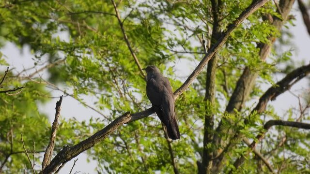 common cuckoo (cuculus canorus) sits on a tree branch in the forest on a blurred green background. natural sound