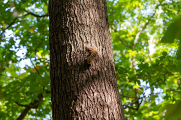 The eastern chipmunk (Tamias striatus) on a tree. The eastern chipmunk  is a chipmunk species found in eastern North America
