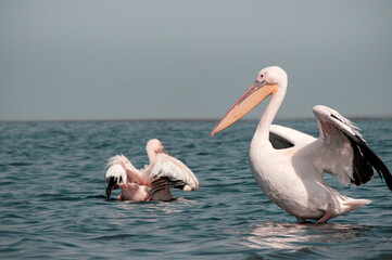 Wild animals in nature. Group of Great White Pelicans in the water