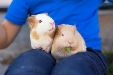 Two sweet guinea pigs comfortably sitting on boy's laps.