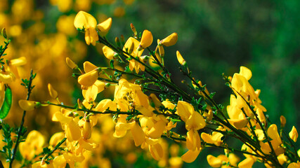 Macro de genêts en fleur, pendant le mois d'Avril 2021