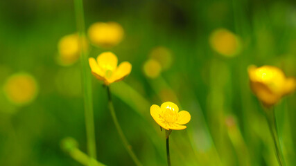 Macro de fleurs de bouton d'or, sur un fond verdoyant