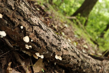 Many fungi on a dead tree