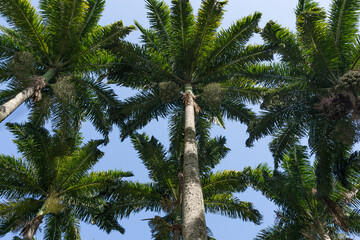 palm tree in the wind