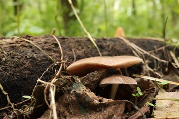 Homophron spadiceum in the autumn forest