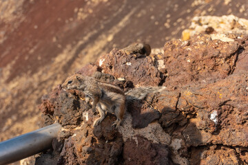 Wild squirrels in the Crater of the Calderon Hondo volcano near Corralejo, north coast of the island of Fuerteventura, Canary Islands. Spain