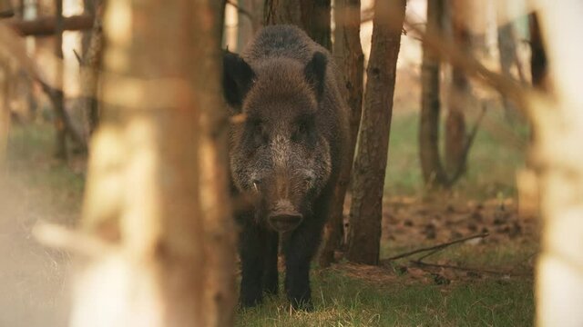 Wild Boar Or Sus Scrofa, Also Known As The Wild Swine, Eurasian Wild Pig Sniffs Air In Autumn Forest. Wild Boar Is A Suid Native To Much Of Eurasia.